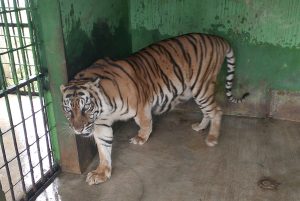 Sakit Tua, Si Manis Harimau Sumatera Koleksi Medan Zoo Mati