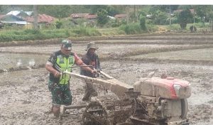 Siapkan Lahan Pertanian, Babinsa Dampingi Petani Garap Sawah