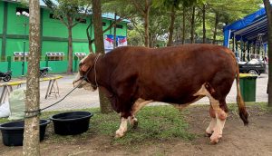 Gubernur Bobby Nasution Kurban 10 Ekor Sapi dan Saksikan Penyembelihan Kurban Presiden di Lubuk Pakam