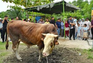 Gubernur Sumut Bobby Nasution Saksikan Penyembelihan Hewan Kurban di Kampung Nelayan