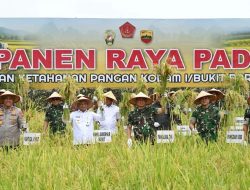 Wagub Sumut Bersama Panglima TNI Panen Raya Padi di Deli Serdang