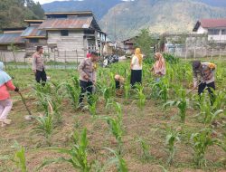 Dukung Ketahanan Pangan, Kapolsek Bintang Bersama Anggota dan Petani Gotong Royong Rawat Lahan Jagung
