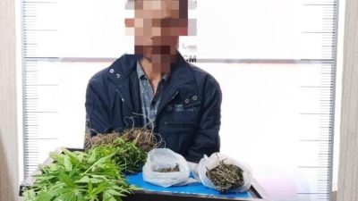 Satresnarkoba Polres Bener Meriah Tangkap Petani Pemilik Ladang Ganja di Desa Nosar Baru