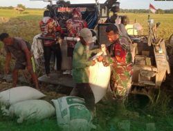 Dukung Swasembada Pangan, Babinsa Turun ke Sawah Bantu Petani Panen Padi di Aceh Tamiang