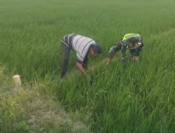Babinsa Koramil 09/Banda Mulia Bantu Petani Membersihan Hama