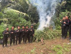 Brimob Polda Sumut Musnahkan 10 Hektar Ladang Ganja di Mandailing Natal