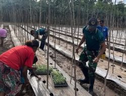 Yonarmed 12 Kostrad Bersama Masyarakat Tanam Tomat di Perbatasan