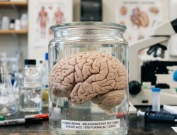 Ternyata Bukan Genetika, Ini Faktor yang Lebih Akurat Memprediksi Penuaan Otak
