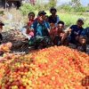 Yonarmed 12 Kostrad Dukung Produktivitas Petani Melalui Panen Tomat Bersama Warga