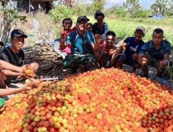 Yonarmed 12 Kostrad Dukung Produktivitas Petani Melalui Panen Tomat Bersama Warga