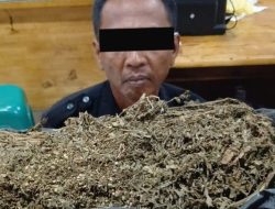 Gaji Tak Cukup, Satpam Bengkel Pengedar Ganja di Medan Ditangkap Polisi